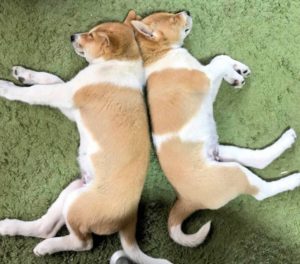 ページをコピーする方法